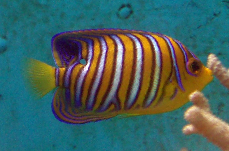 Regal Angelfish (Pygoplites diacanthus)