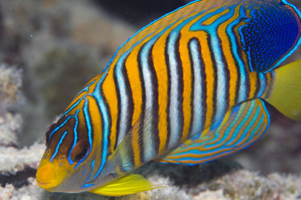 Regal Angelfish (Pygoplites diacanthus)