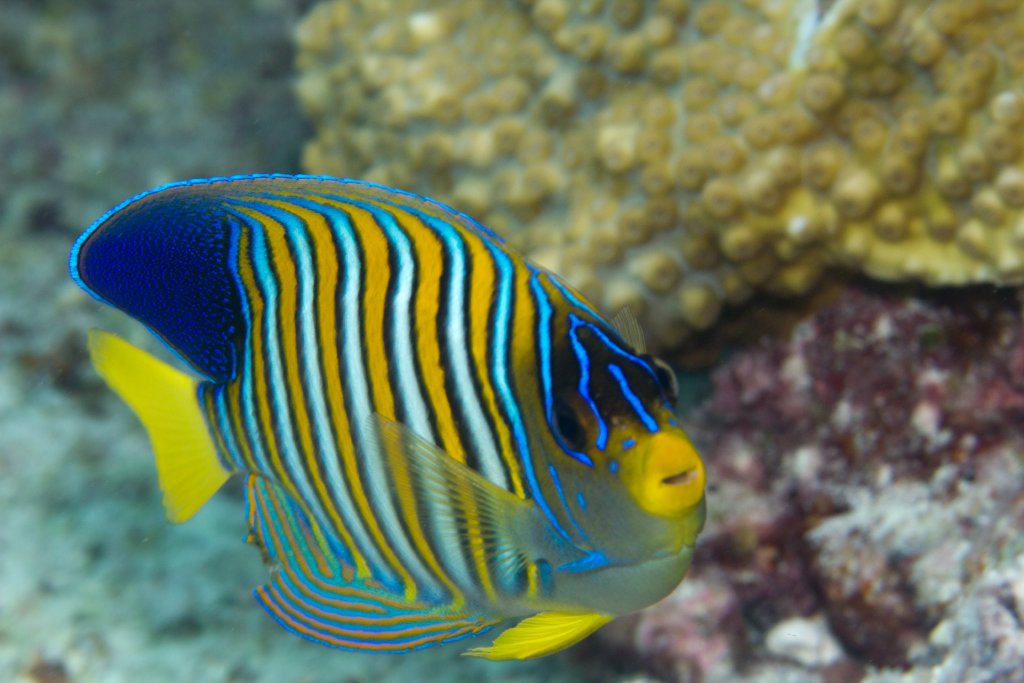Regal Angelfish (Pygoplites diacanthus)