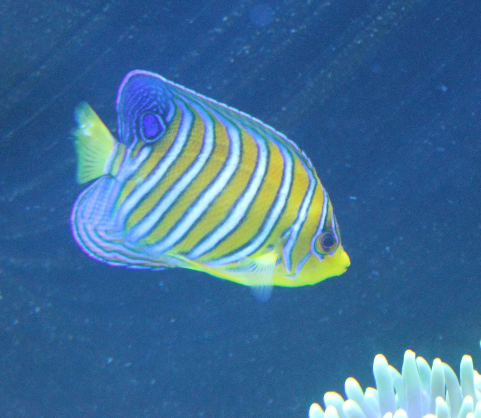 Regal Angelfish (Pygoplites diacanthus)