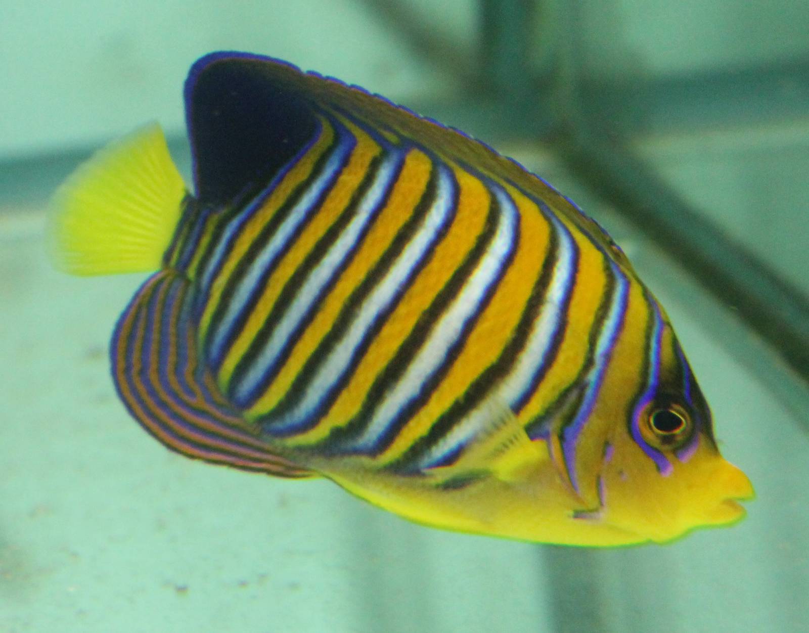 Regal Angelfish (Pygoplites diacanthus)