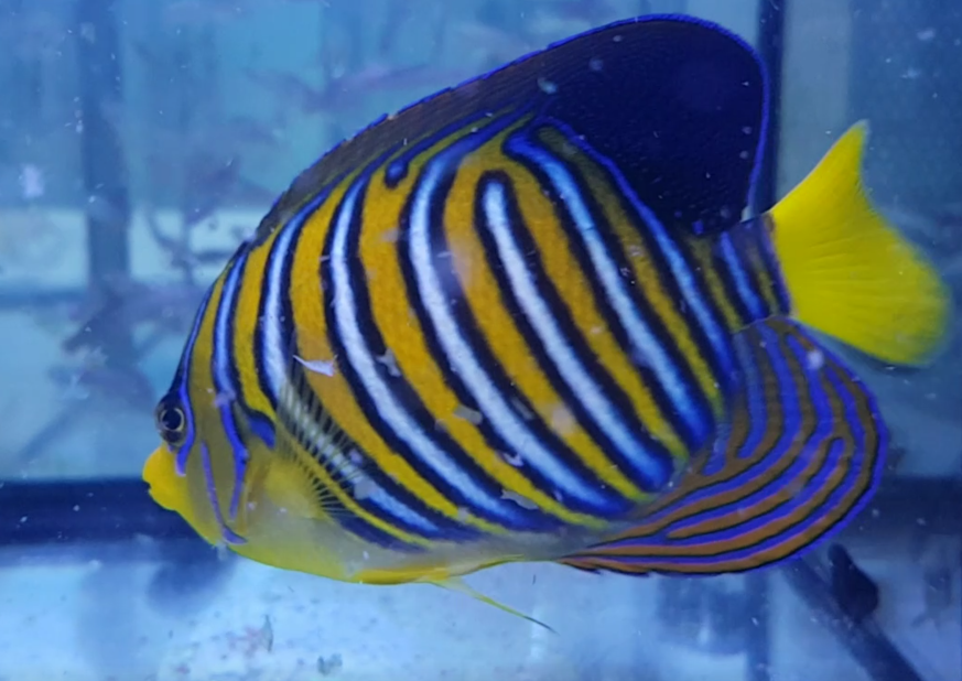 Regal angelfish - Pygoplites diacanthus