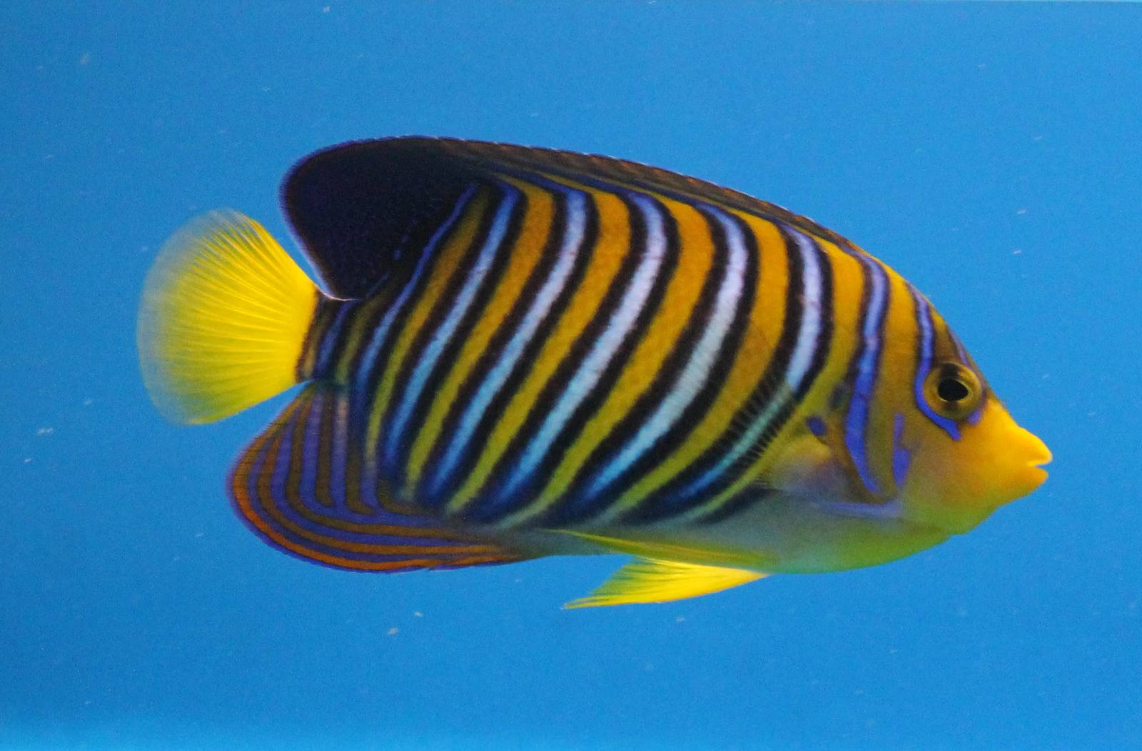 Regal angelfish
