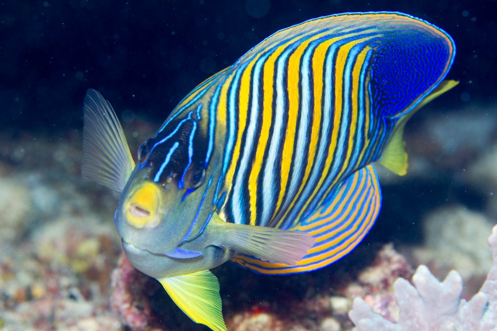 Regal Angelfish