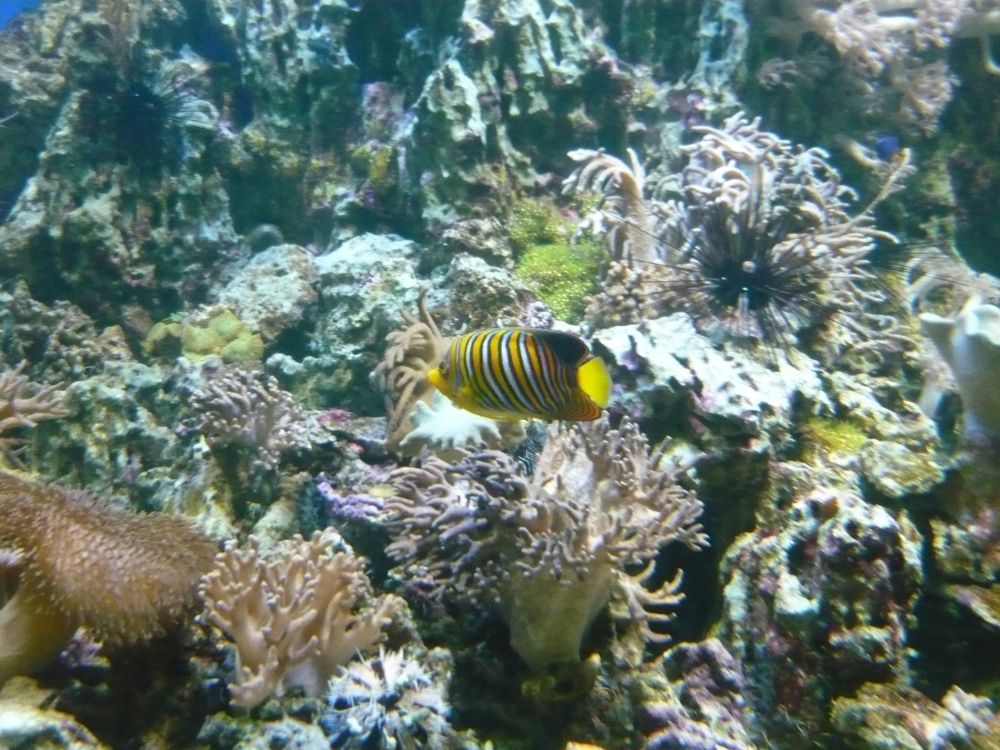 Regal angelfish