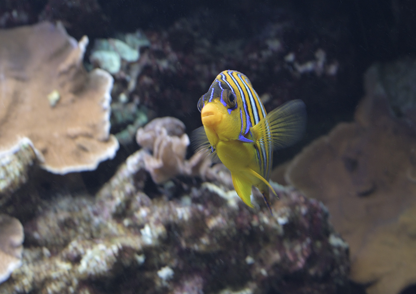 Regal angelfish