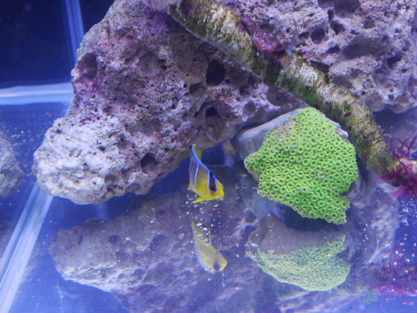 Regal Angelfish