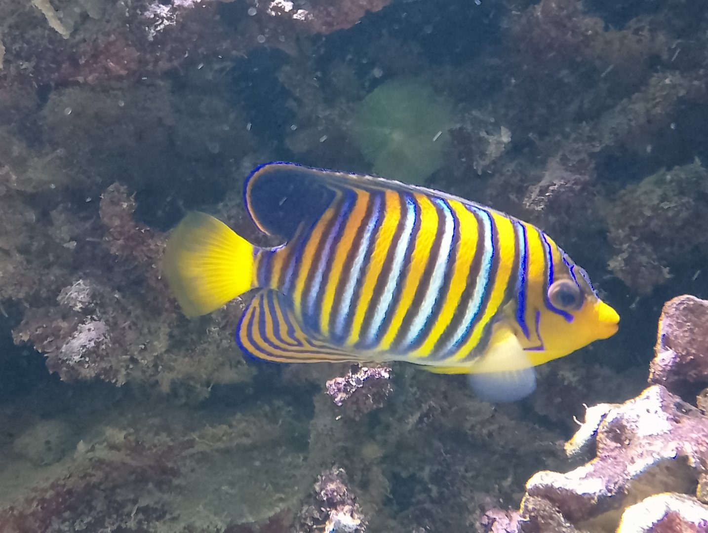 Regal angelfish