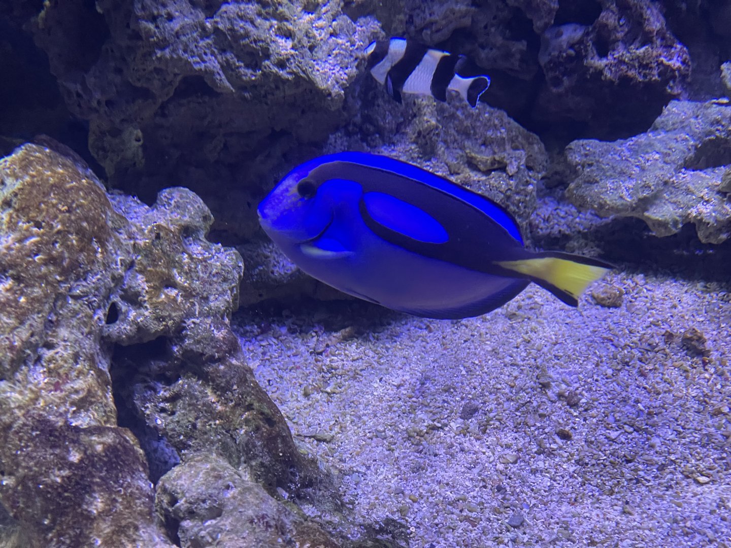 regal blue tang (paracanthurus hepatus) (1)