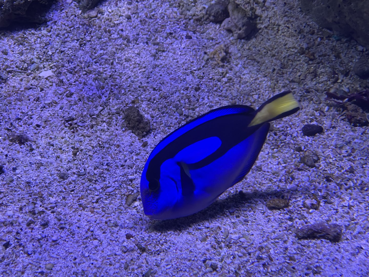 regal blue tang (paracanthurus hepatus) (2)