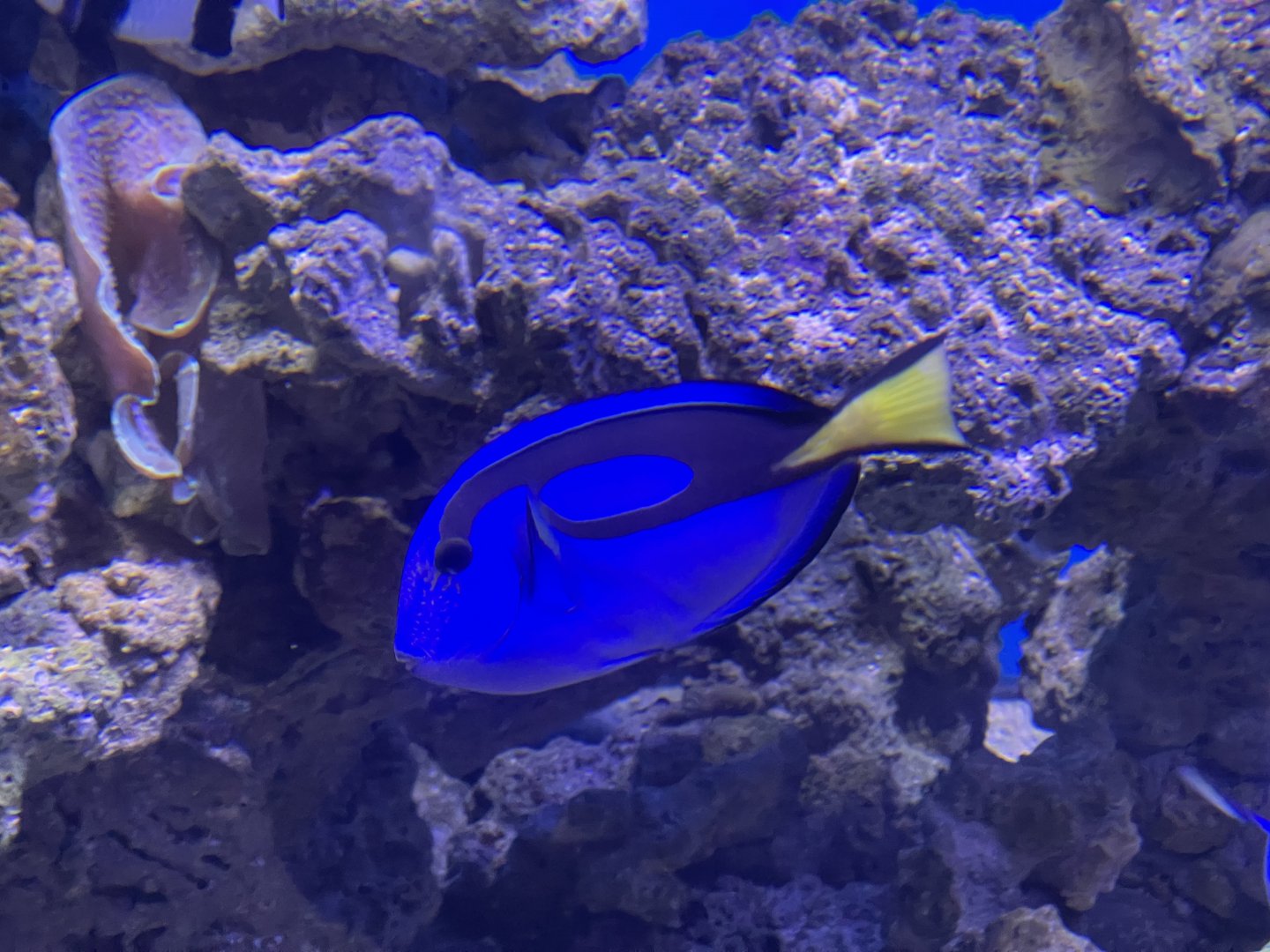 regal blue tang (paracanthurus hepatus) (3)