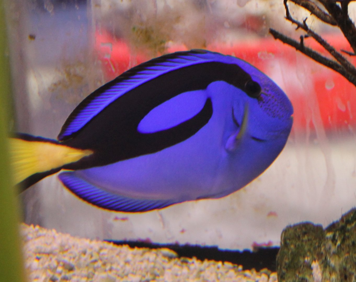 Regal blue tang