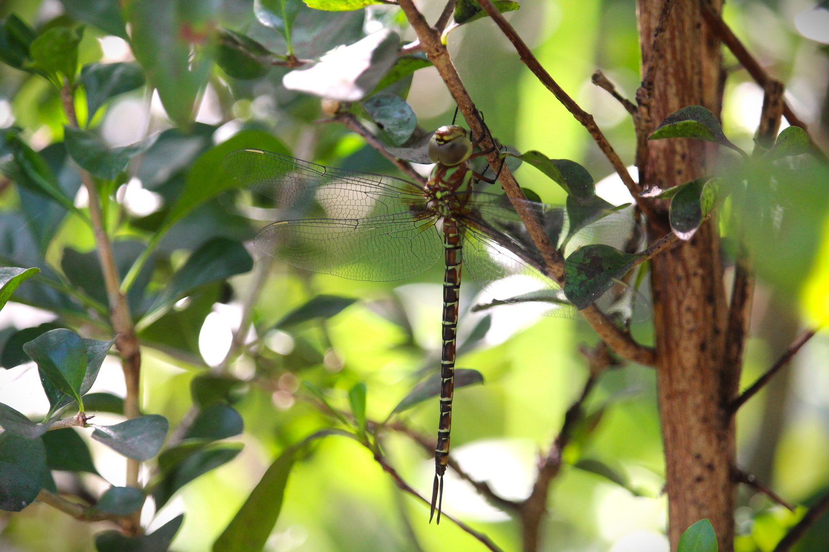 Regal Darner