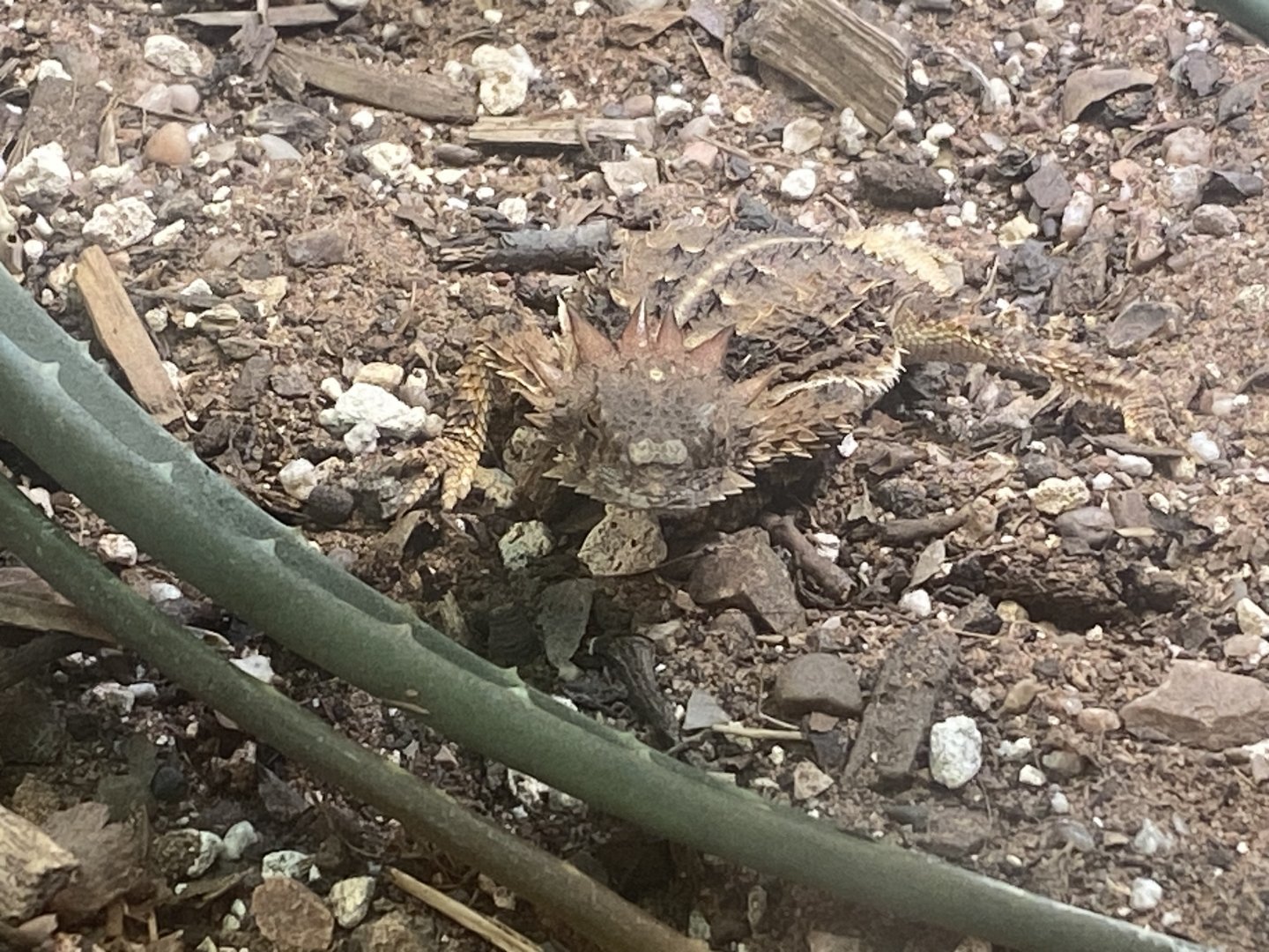 Regal horned lizard 040324