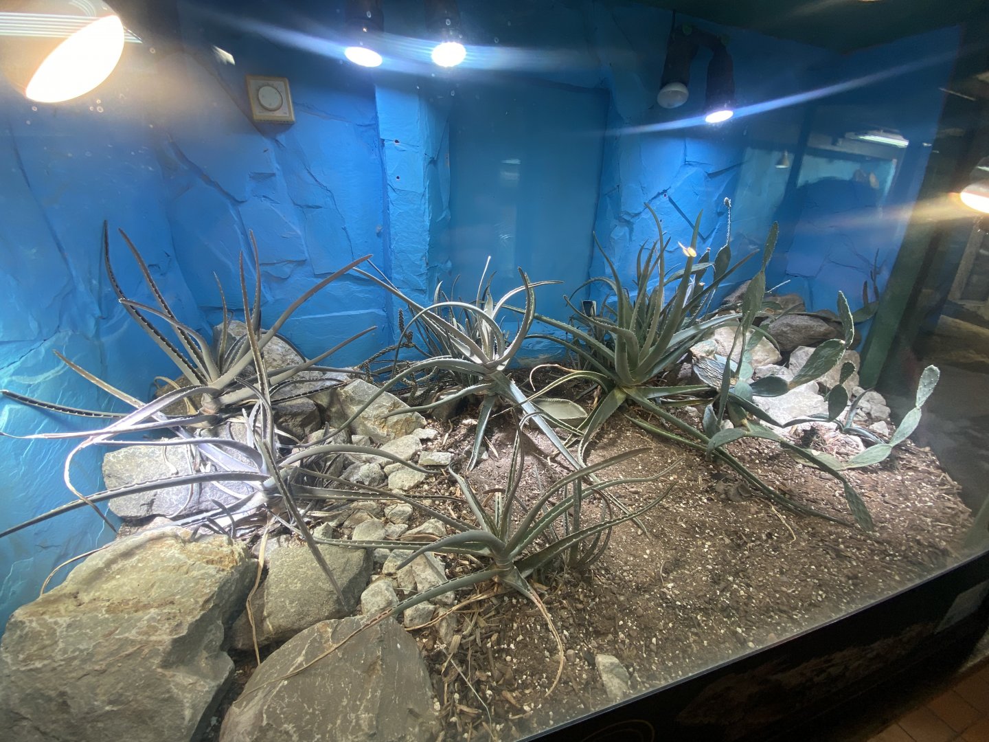Regal horned lizard exhibit 040324