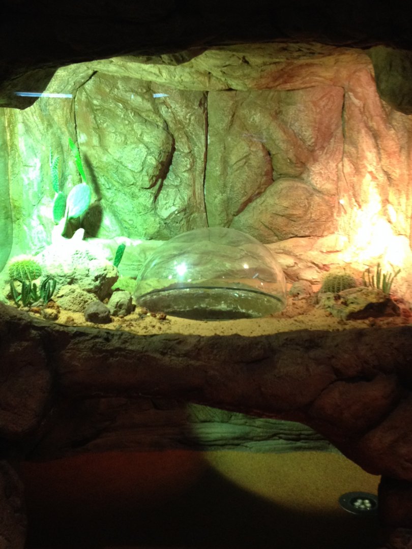 Regal Horned Lizard exhibit