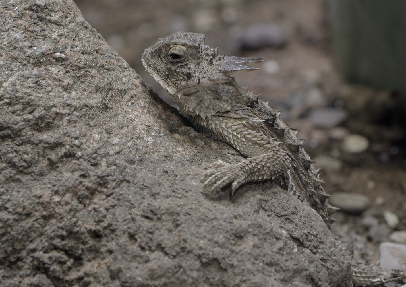 Regal horned lizard in profile