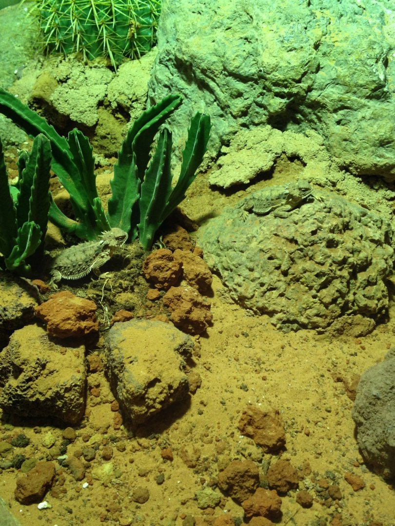 Regal Horned Lizard (Phrynosoma solare)