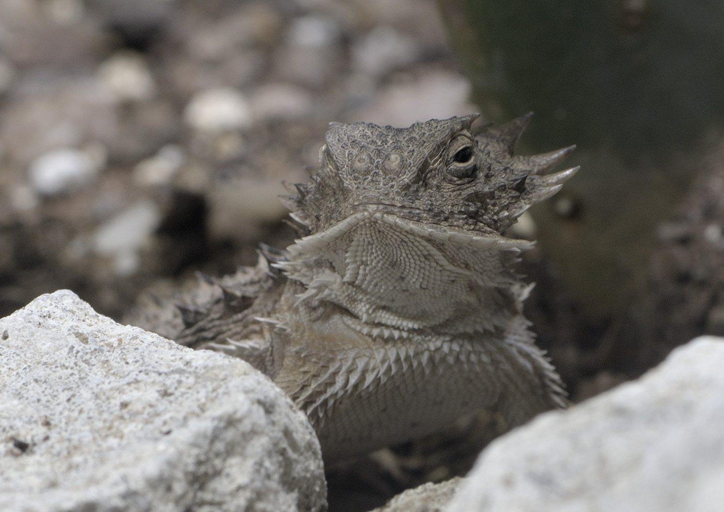 Regal horned lizard