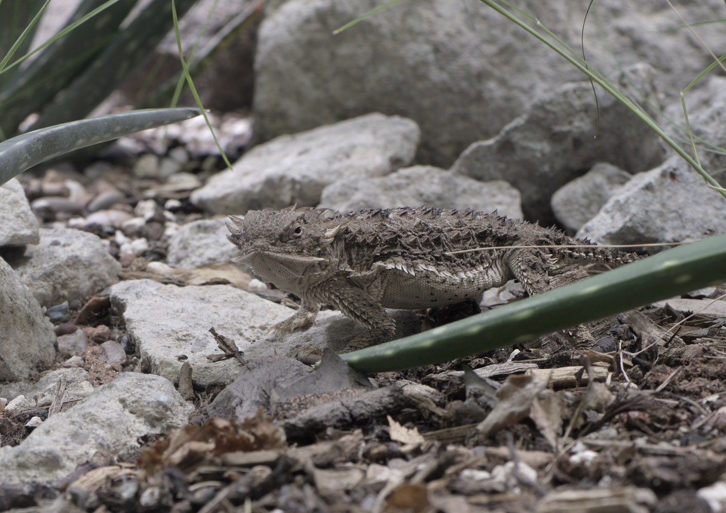 Regal horned lizard