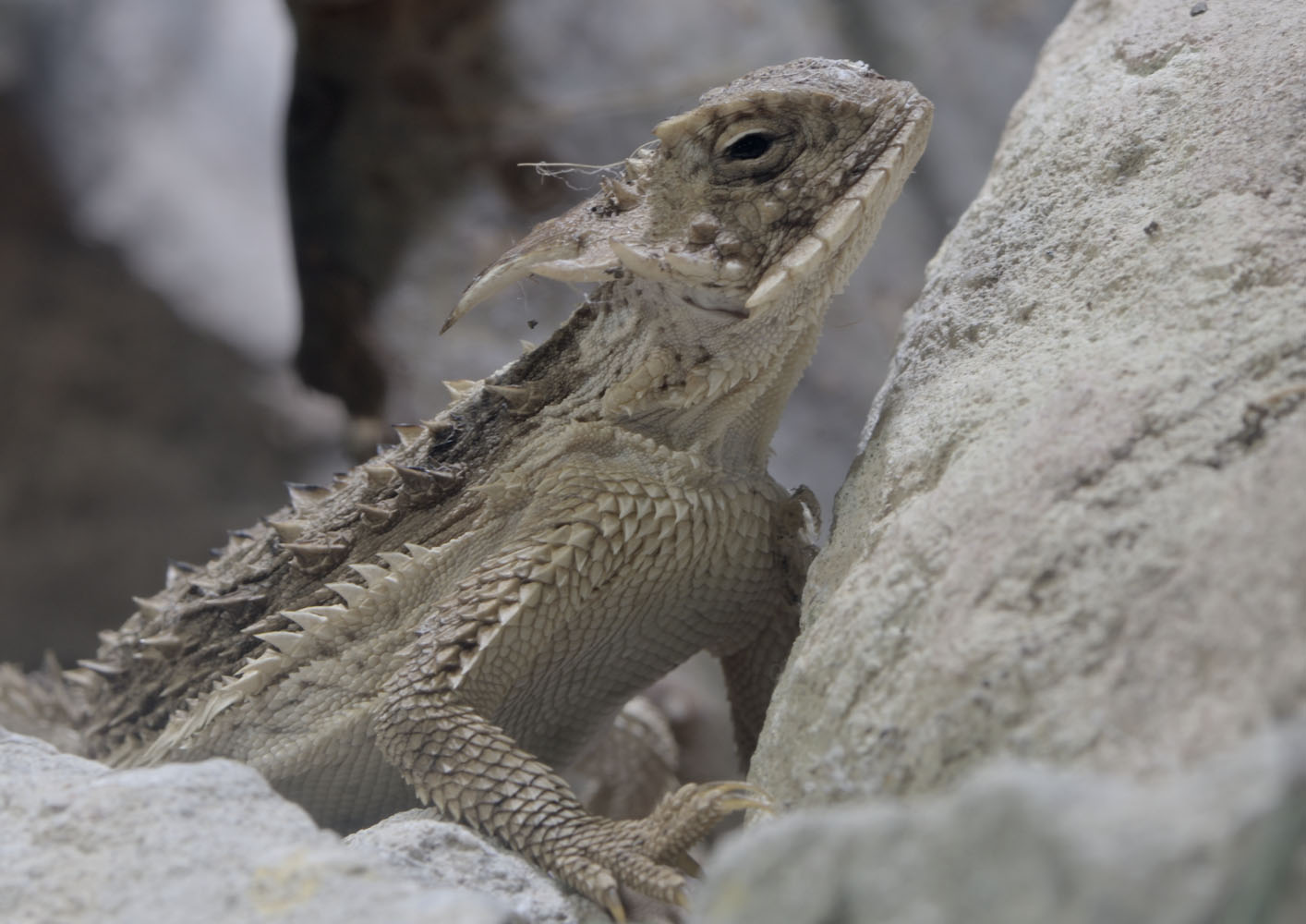 Regal horned lizard