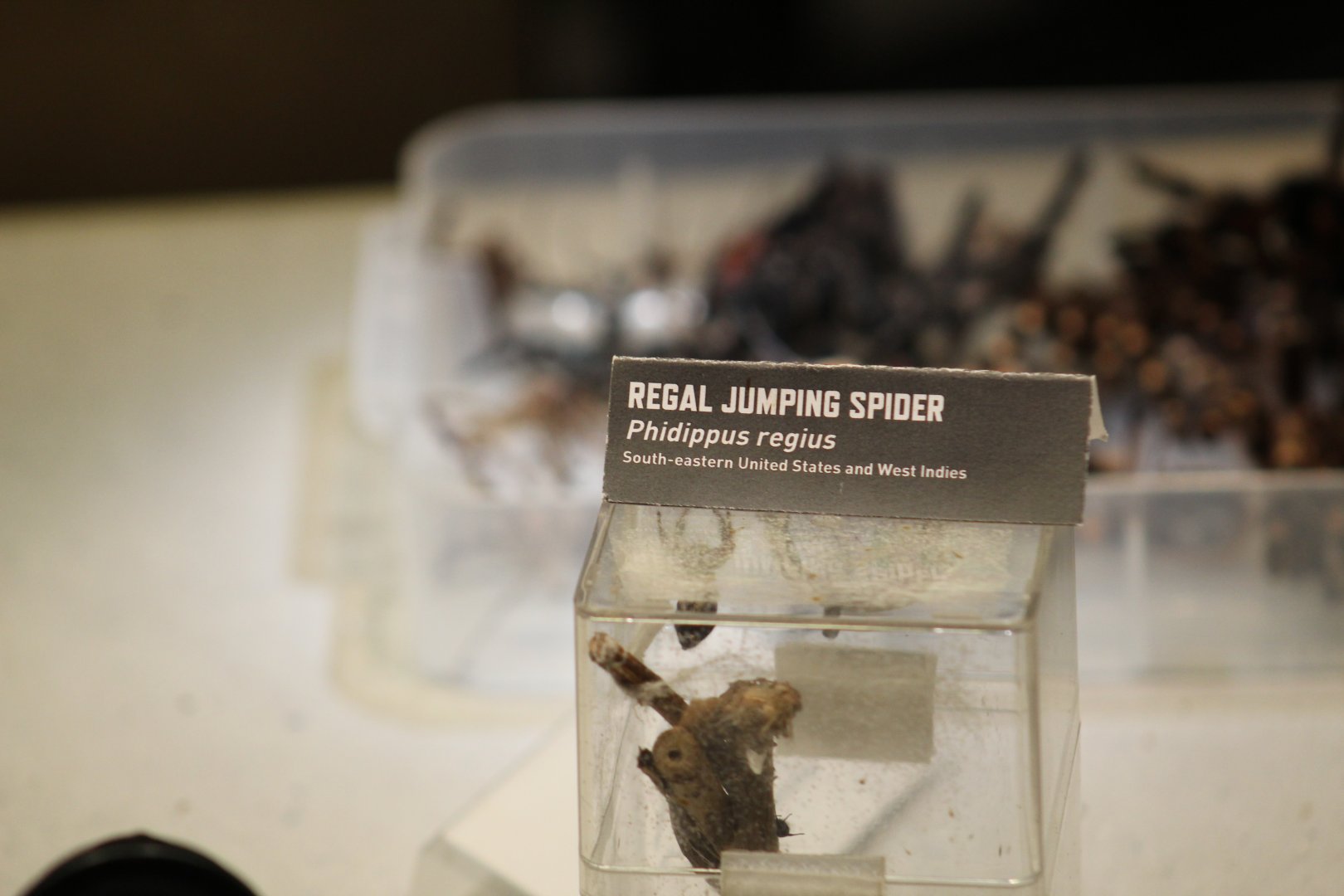 Regal Jumping Spider Exhibit