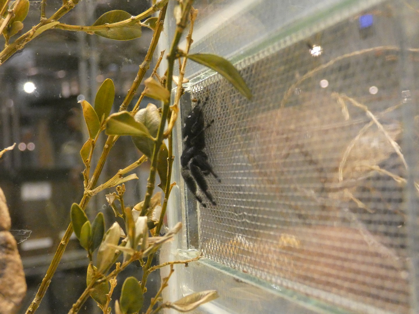 Regal jumping spider