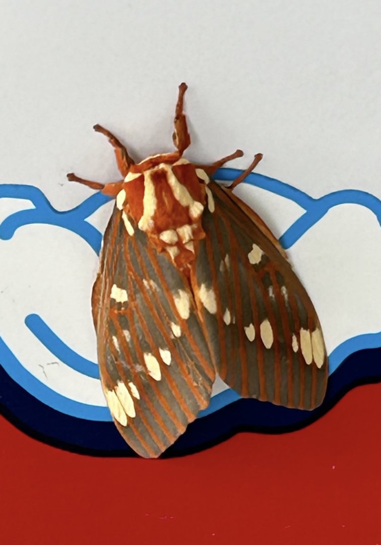 Regal Moth (Citheronia regalis)