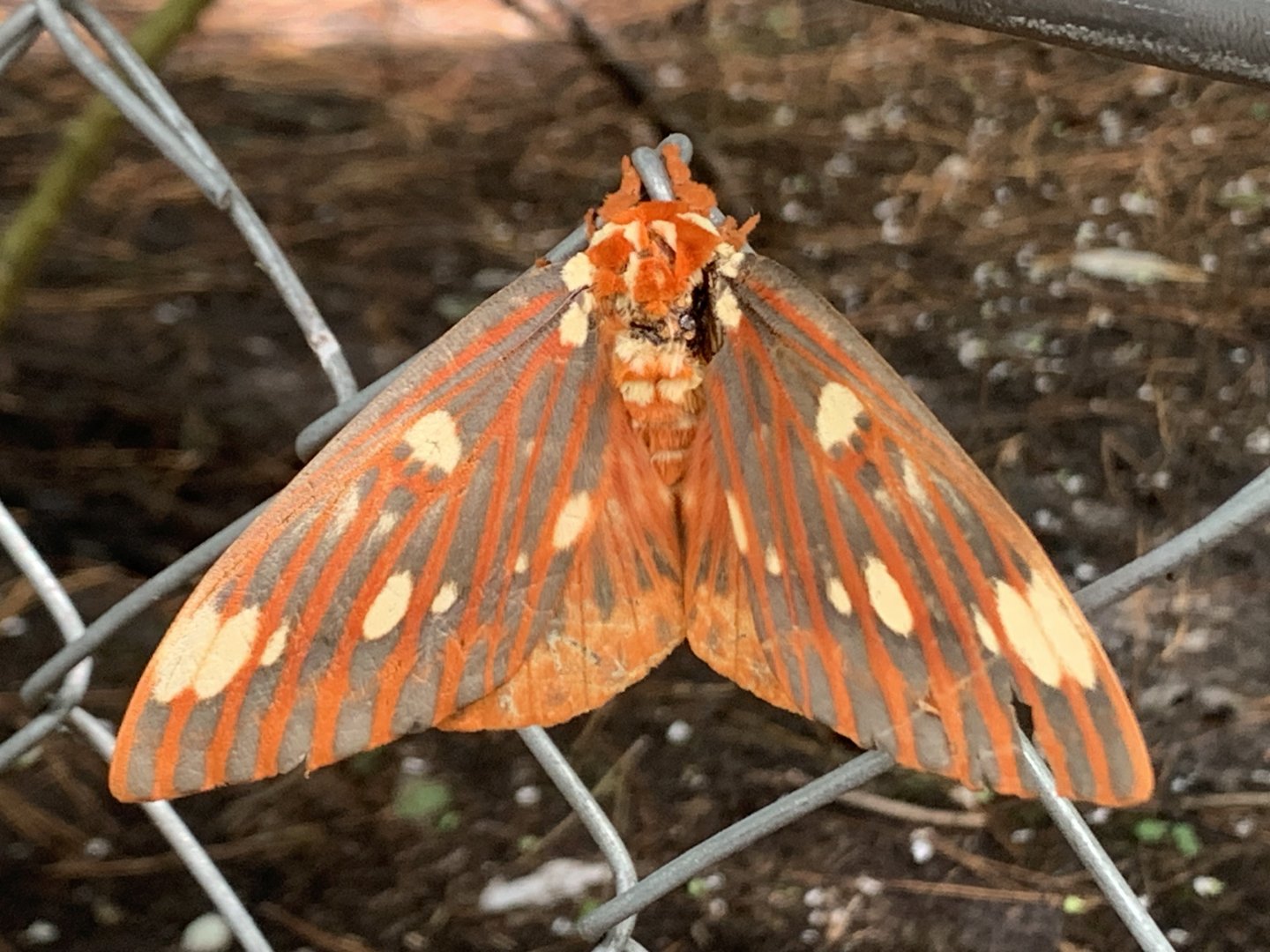 Regal Moth (Citheronia regalis)
