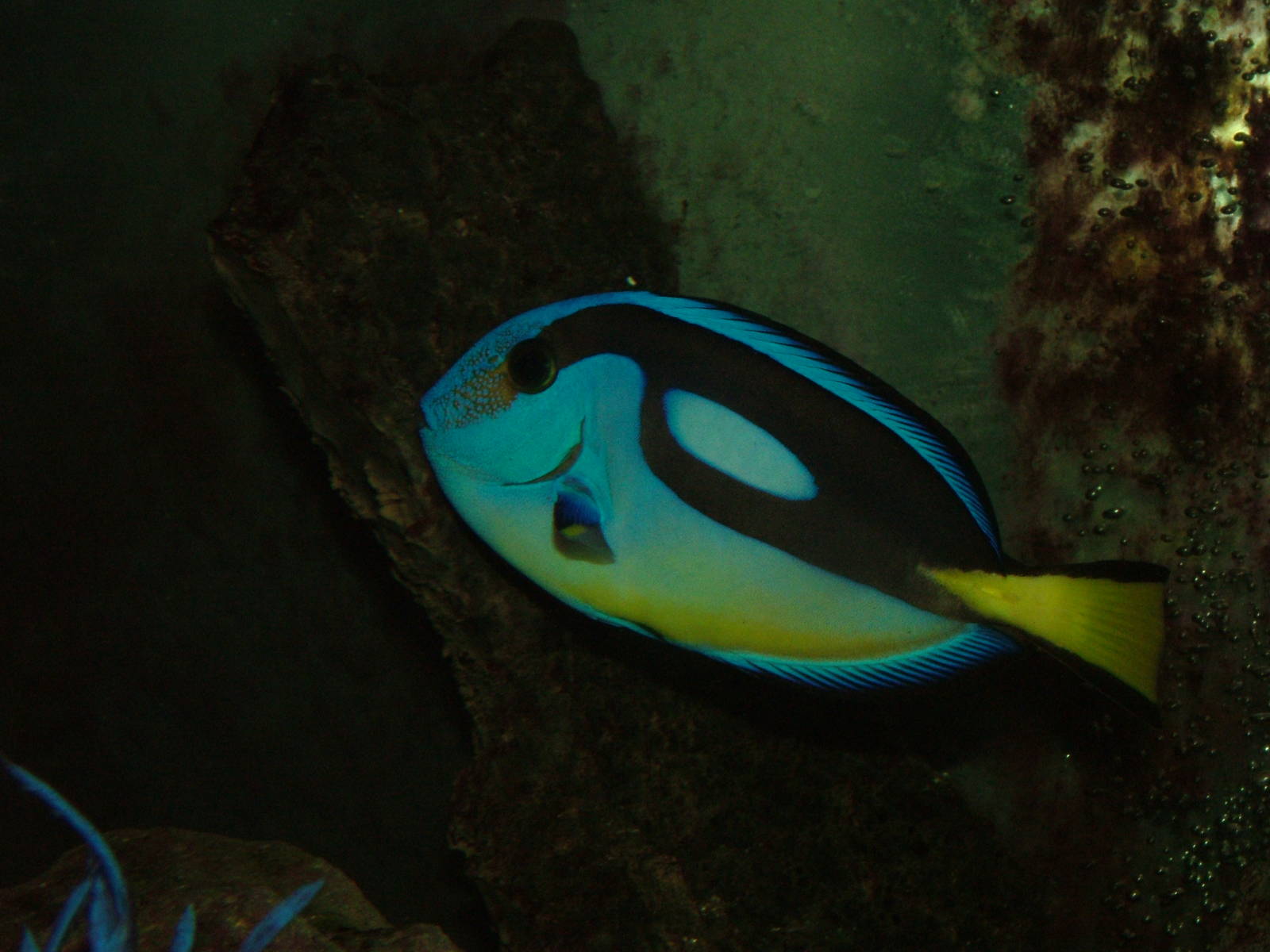 Regal Tang at Matlock Bath Aquarium 14/02/10