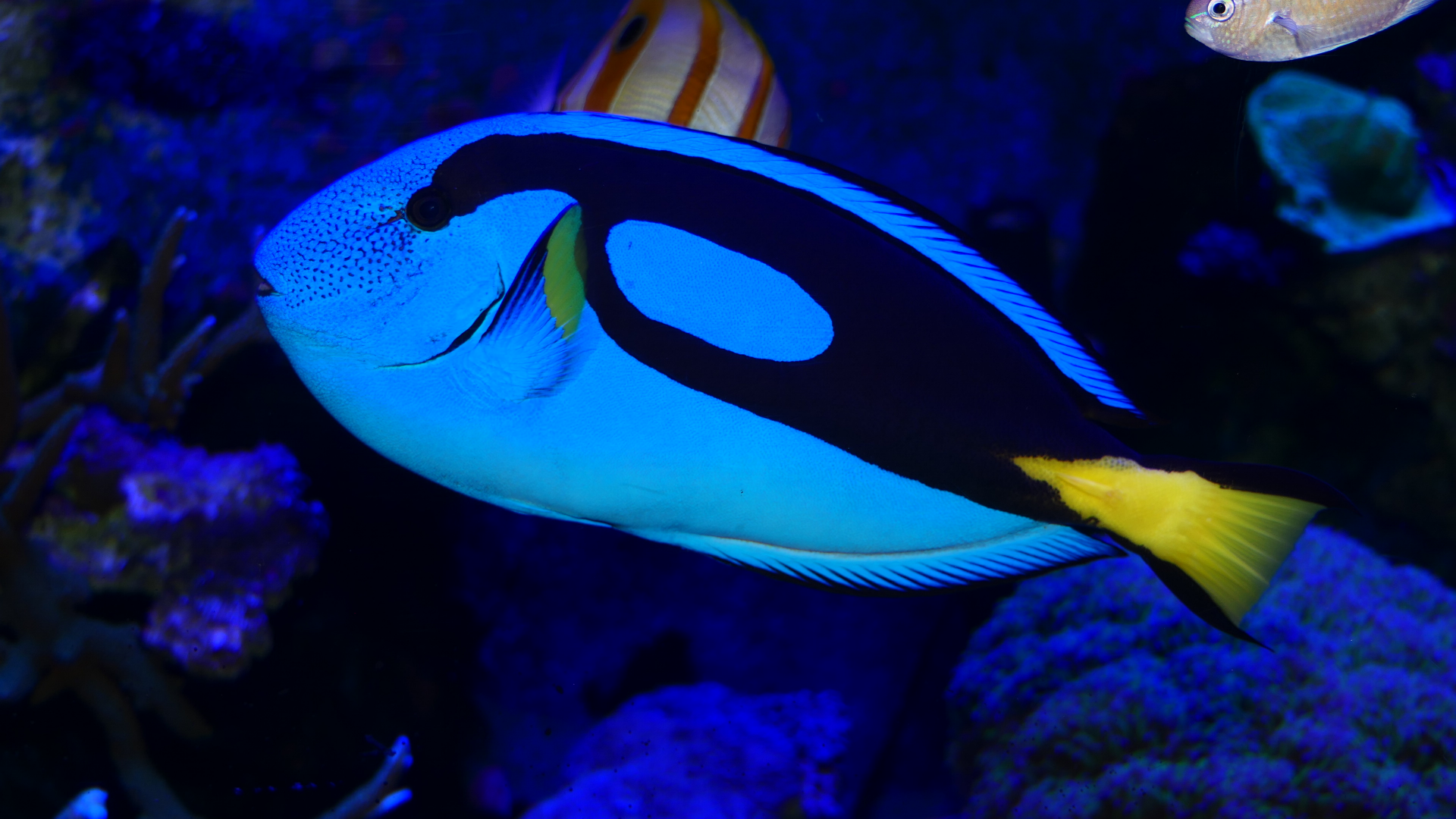 Regal Tang (Paracanthurus hepatus) - Dolphin Discovery Centre, Bunbury