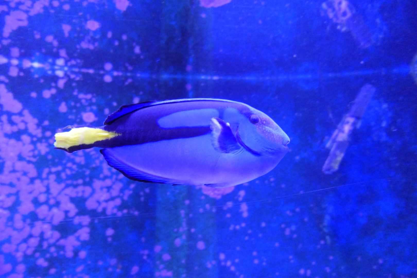 Regal Tang (Paracanthurus hepatus)