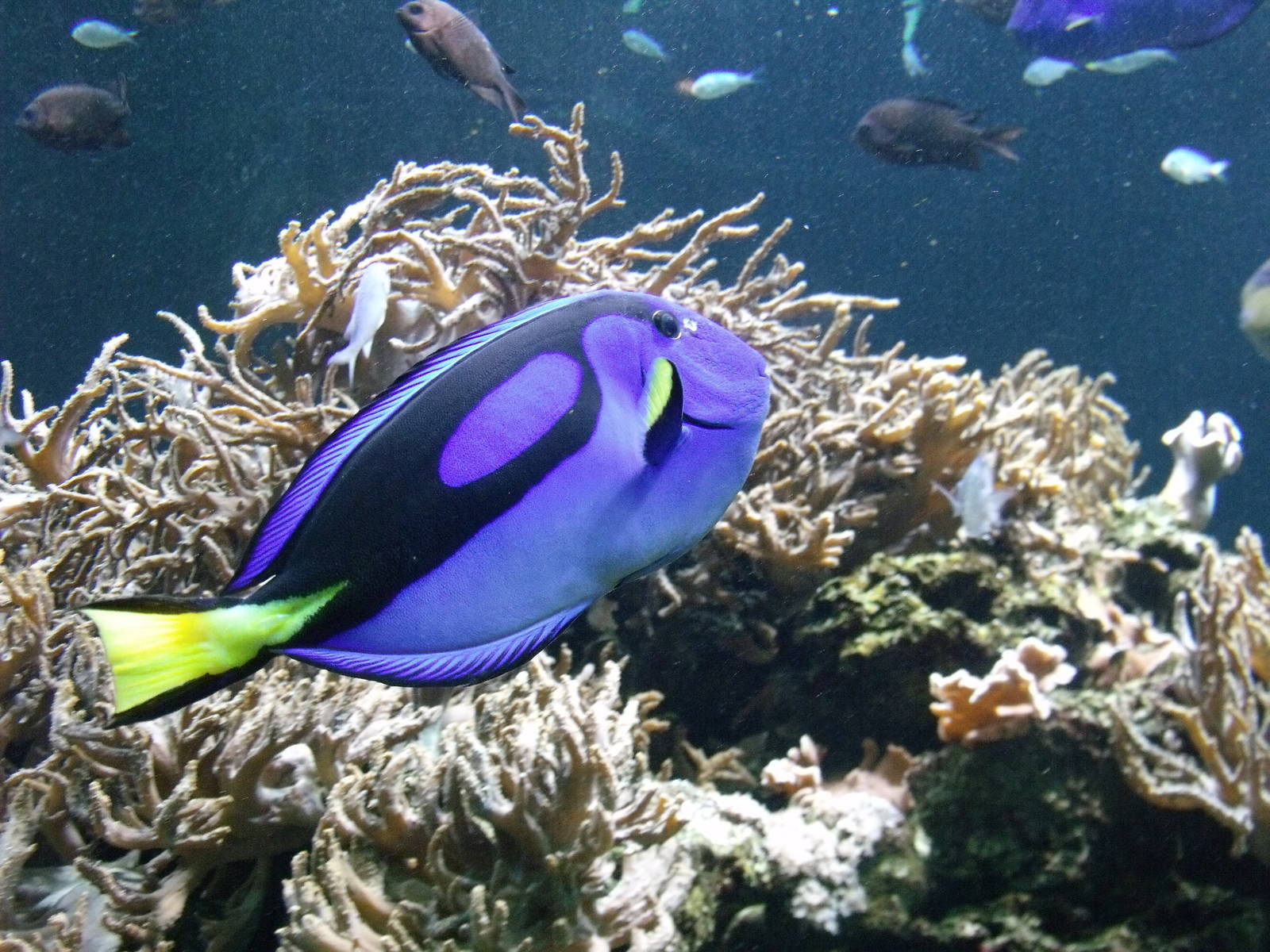 Regal tang