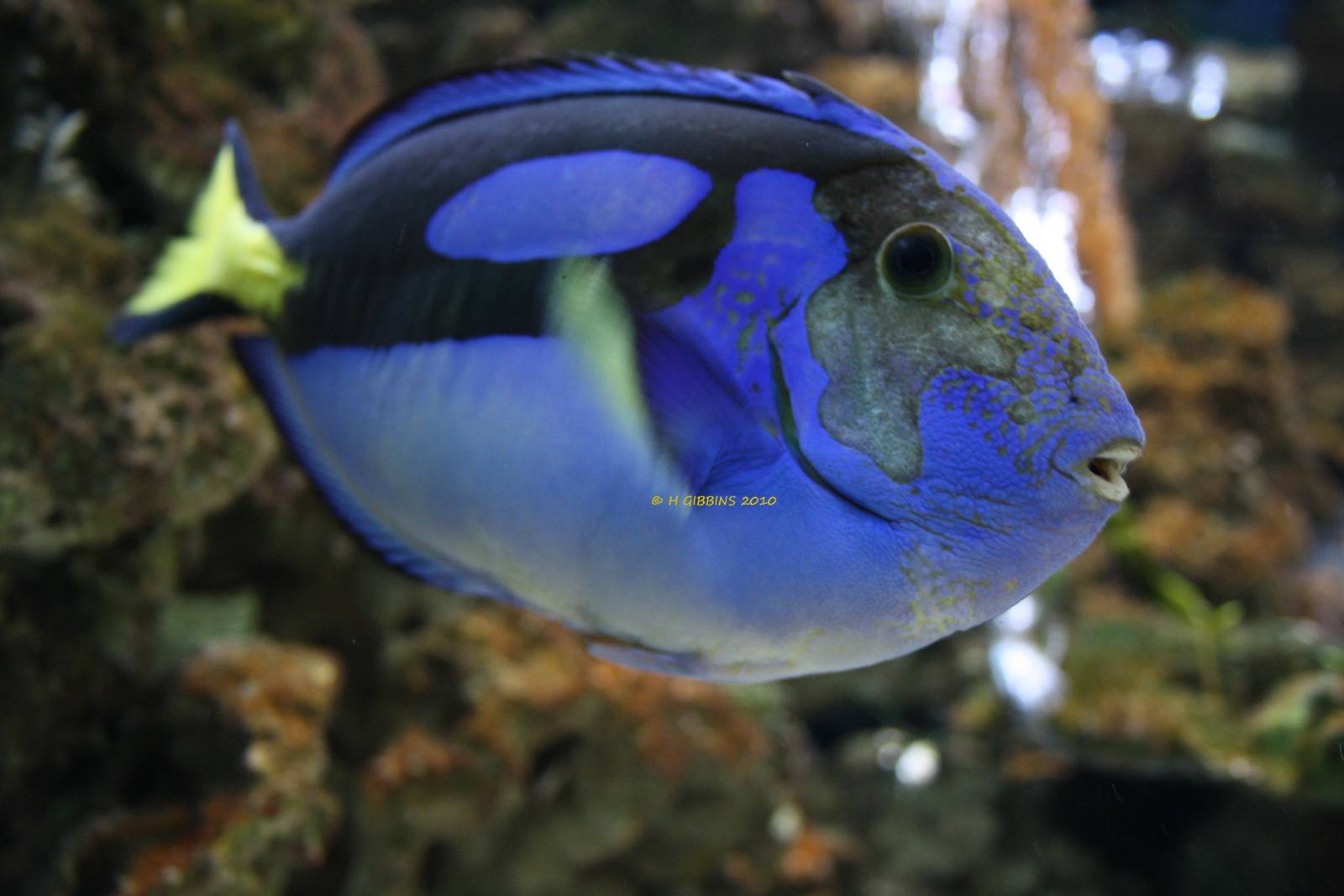 Regal Tang
