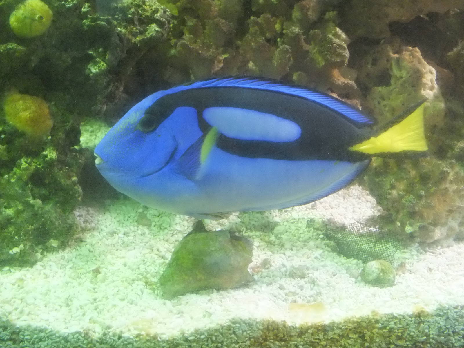 Regal Tang