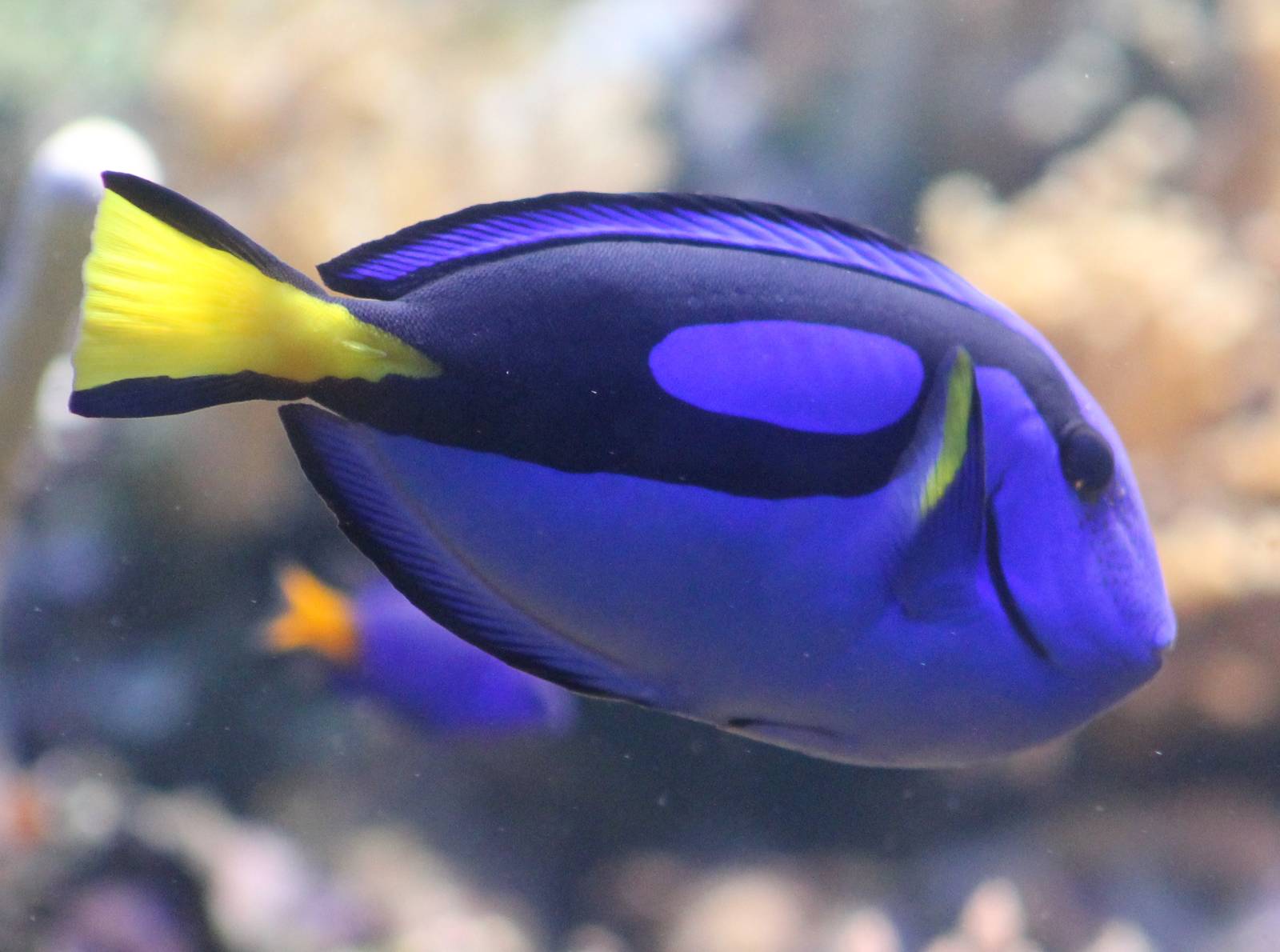 Regal tang