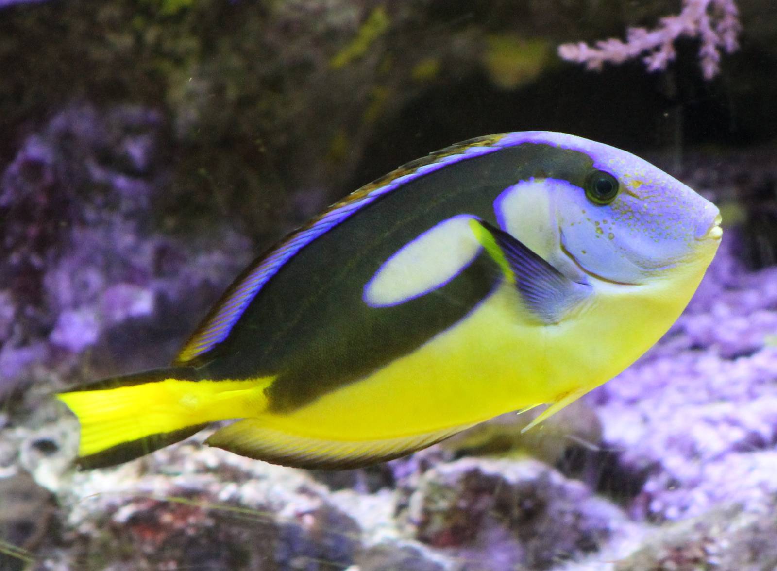 Regal tang