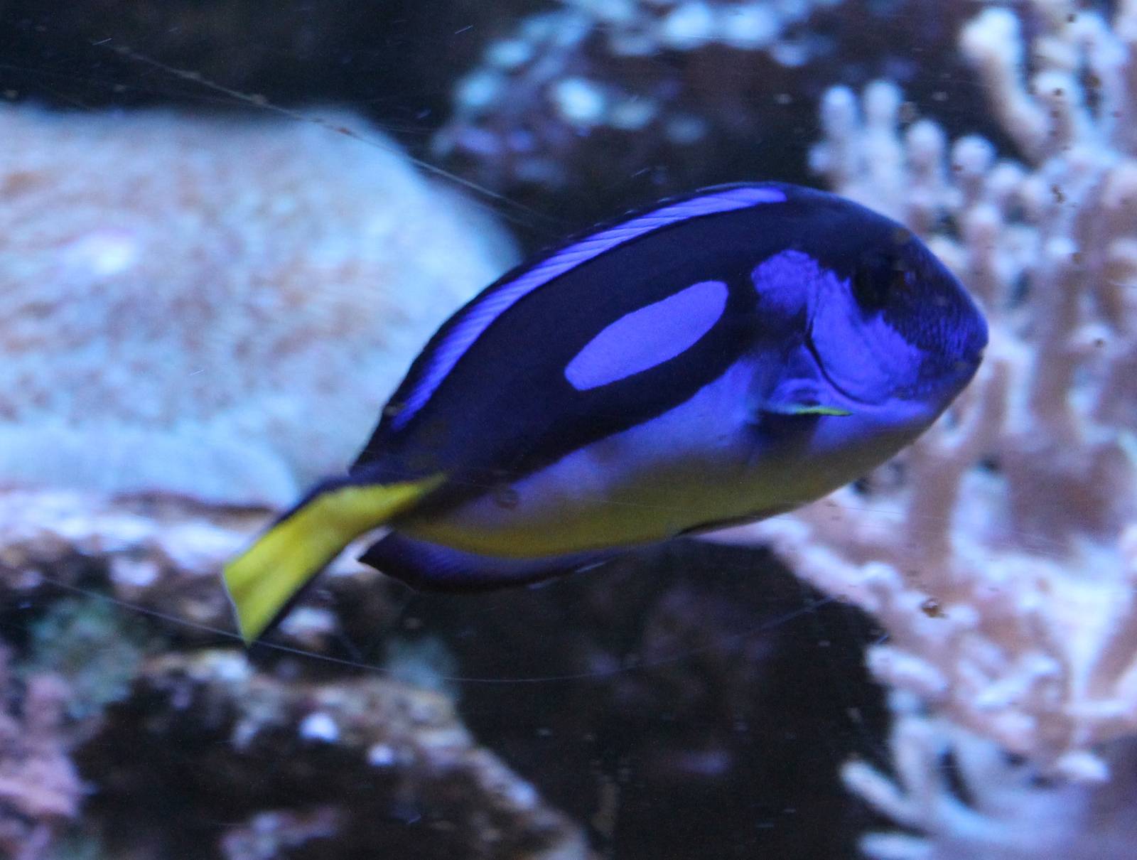 Regal tang