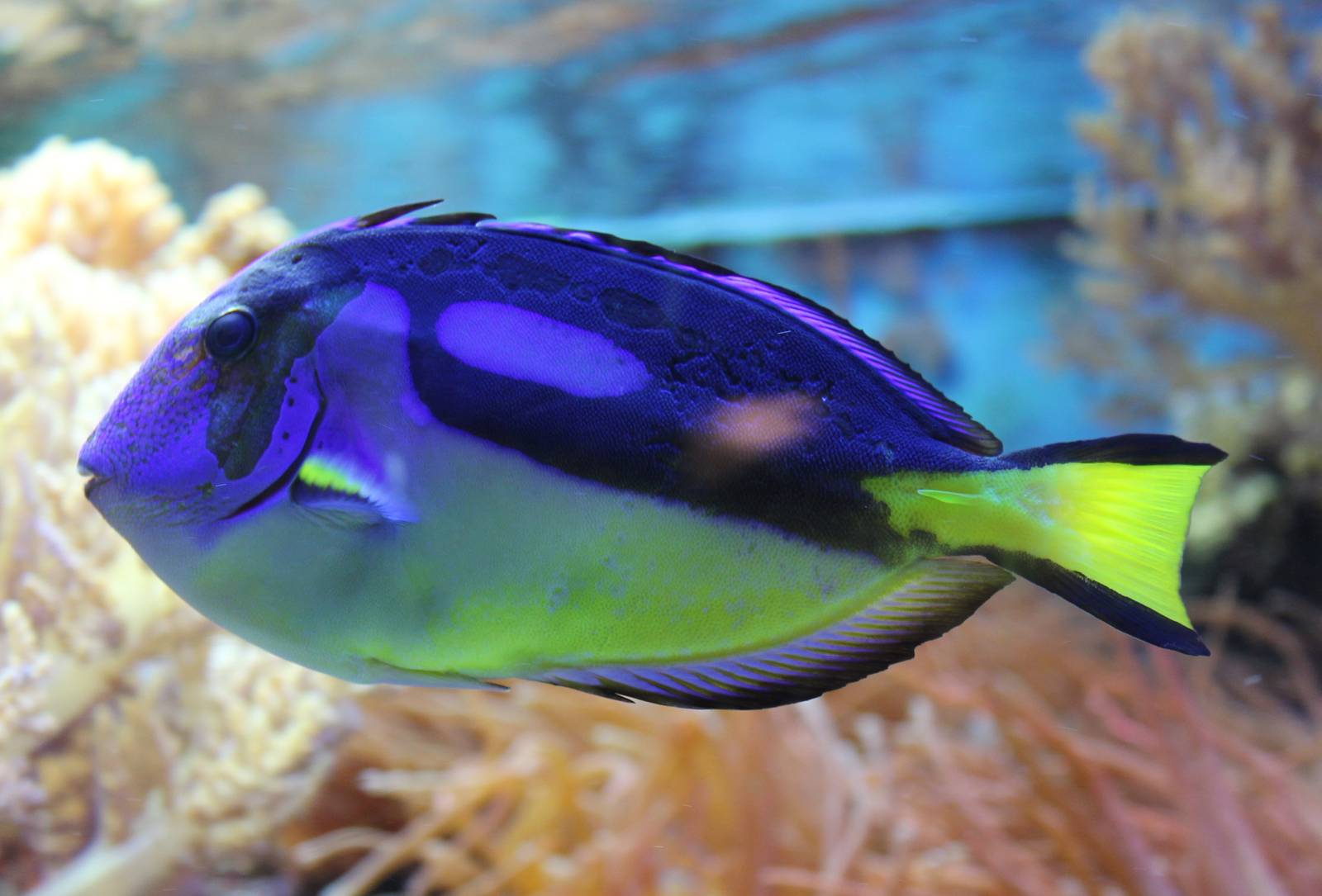 Regal tang
