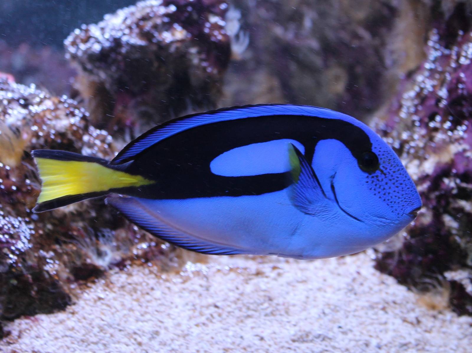Regal tang