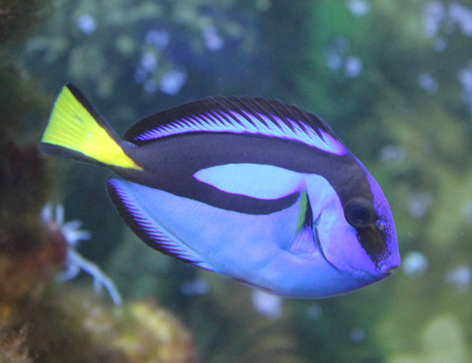 Regal tang