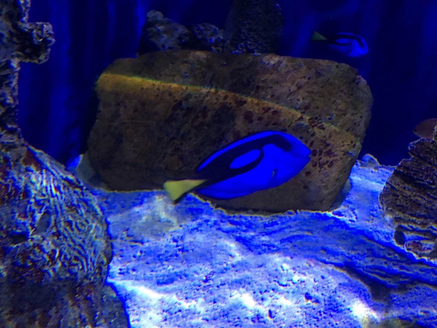Regal Tang