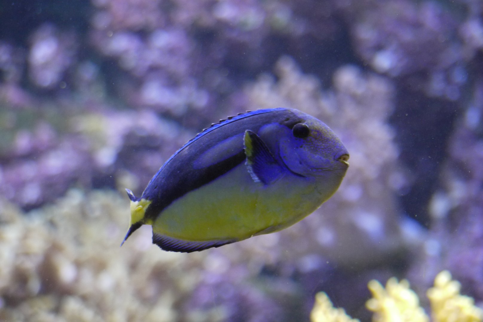 Regal Tang