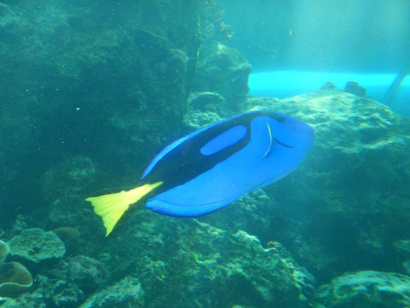 Regal Tang