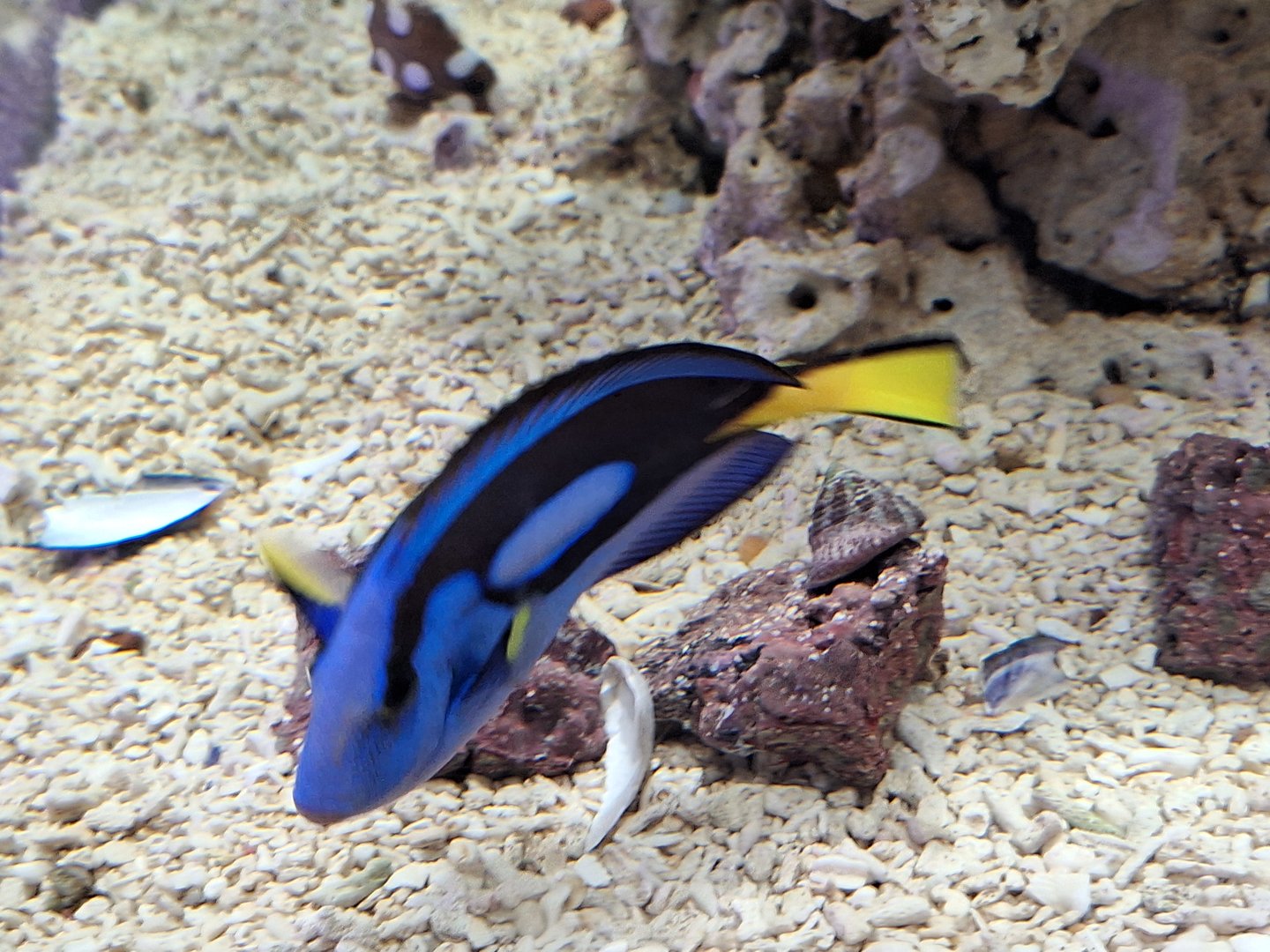 Regal Tang