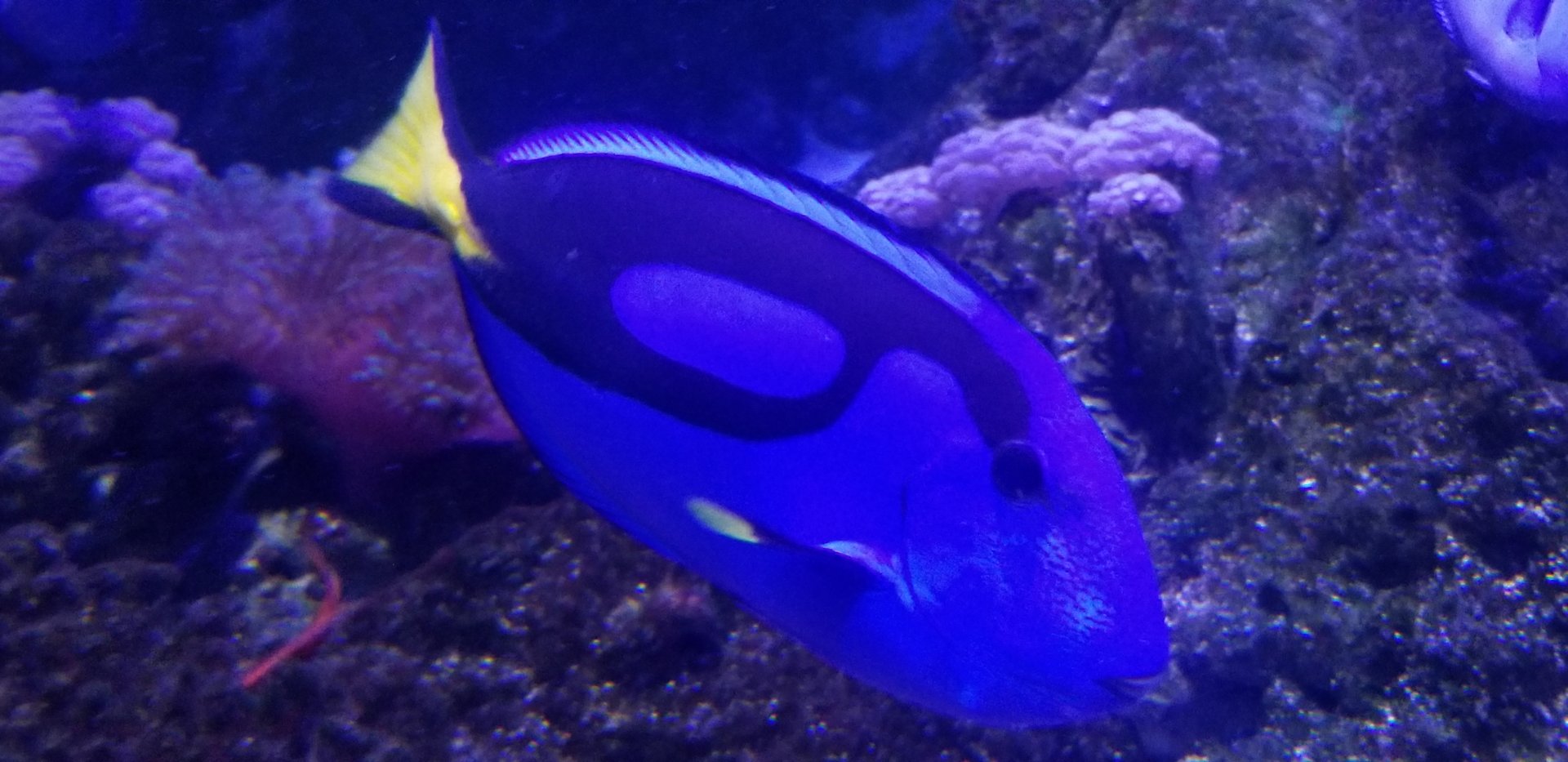 Regal Tang
