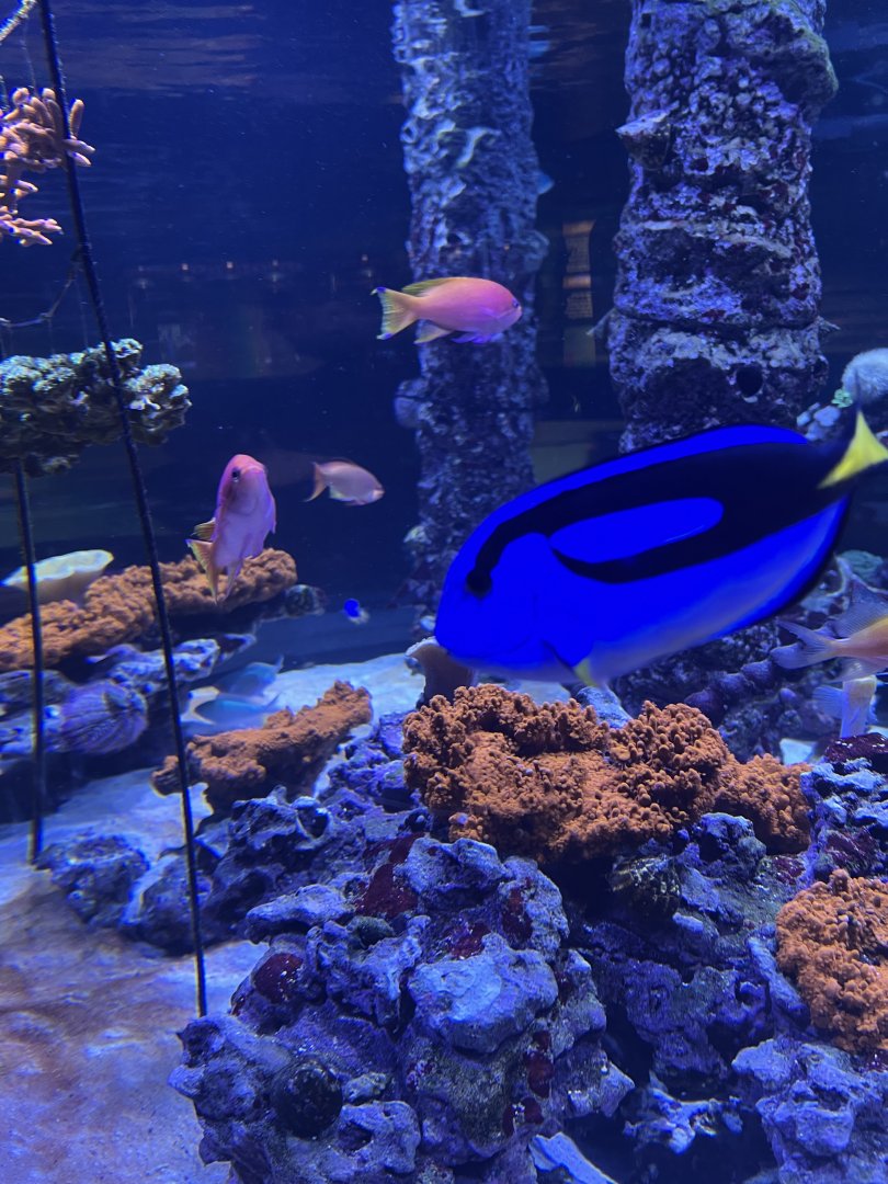 Regal Tang