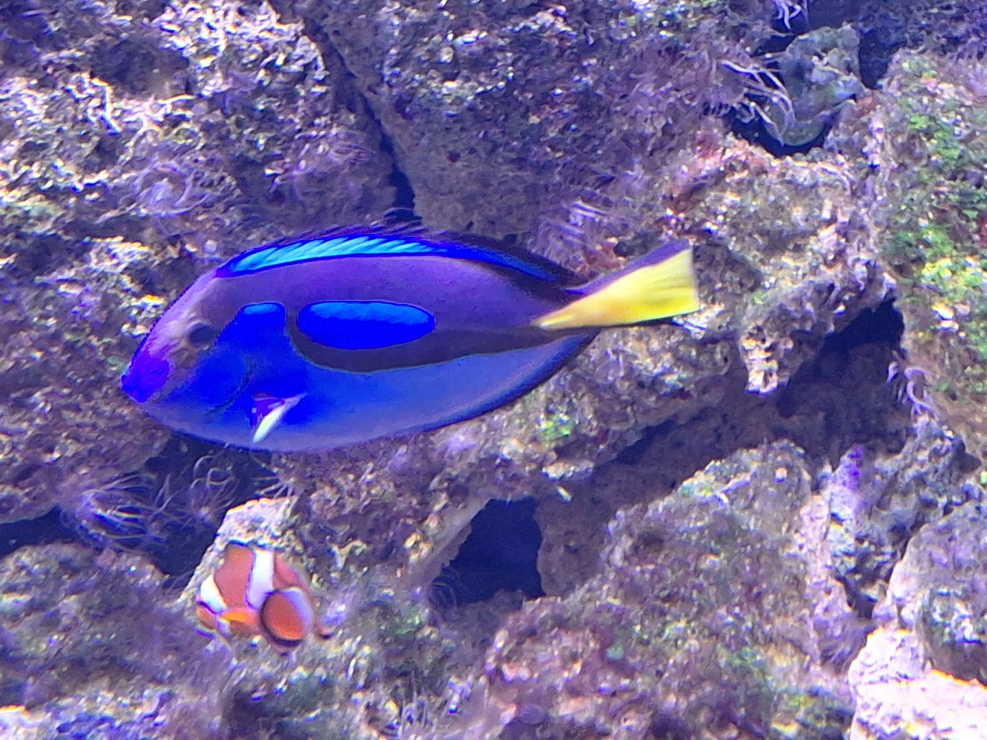 Regal Tang
