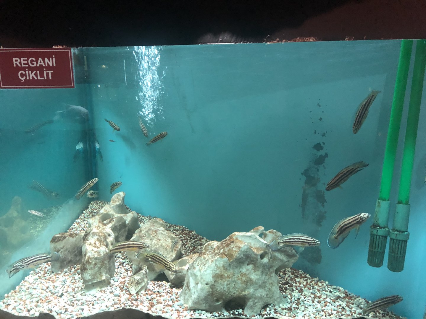 Regani Chichlid Tank at the Ankara Domestic Animals Park