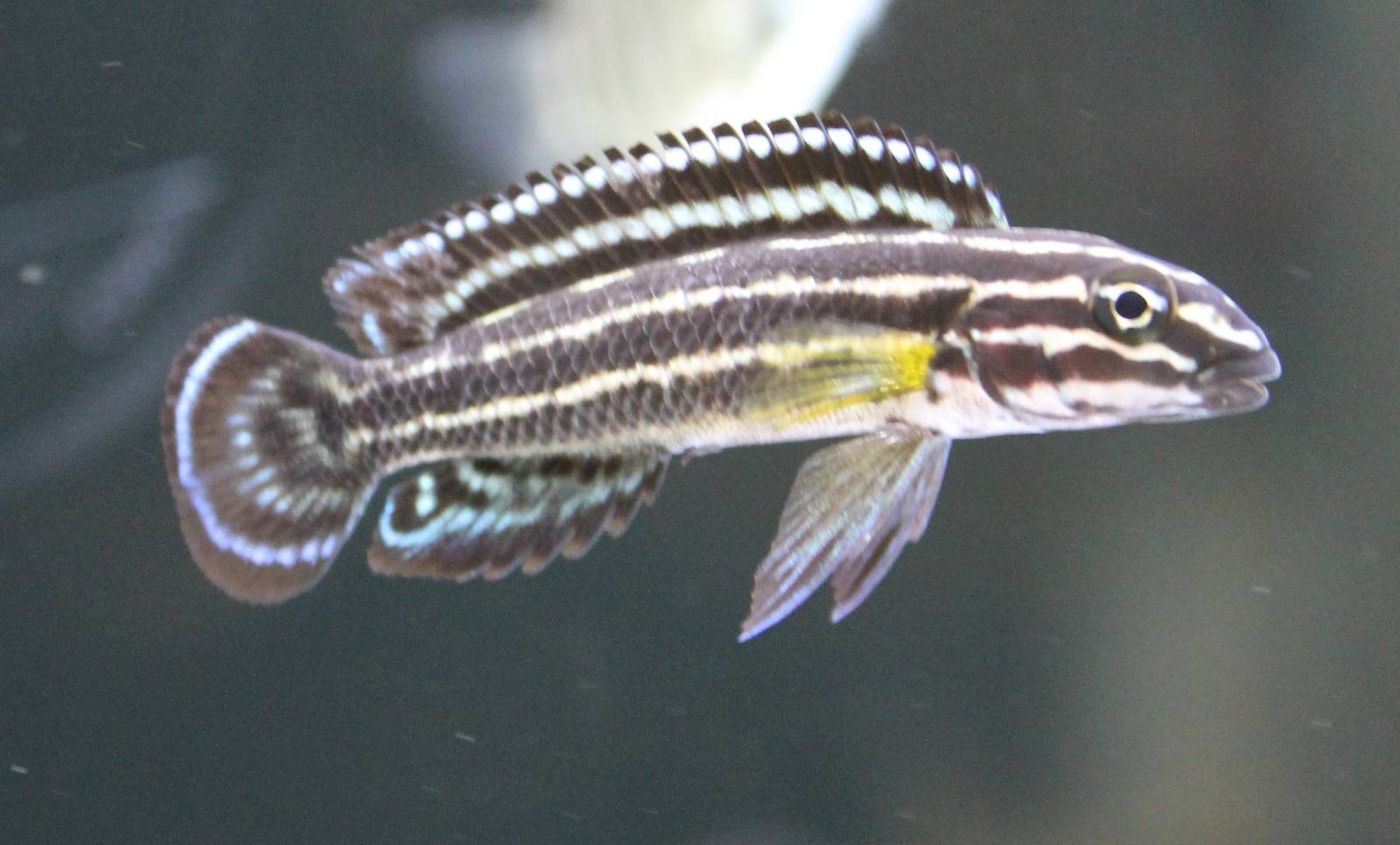 Regani Cichlid (Julidochromis regani )